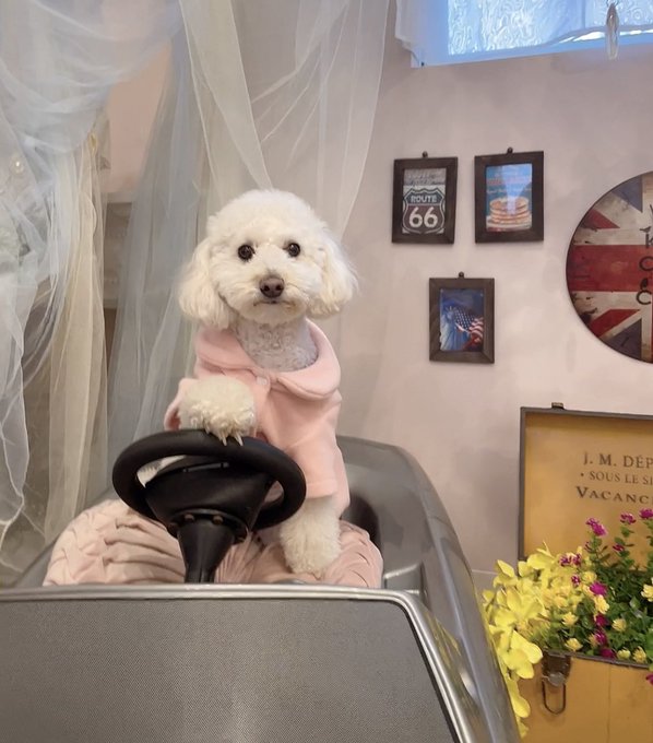 いんぬ運転🐶 · 福田ゆあ