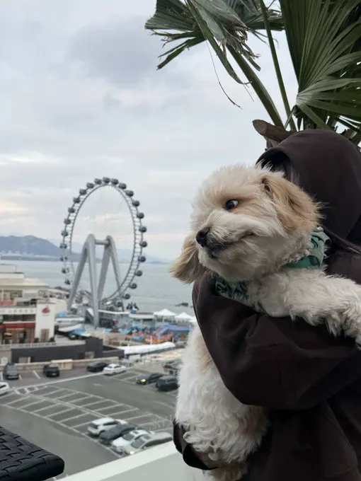 最近忙着养狗૮・ᴥ - ა · 海克斯科技