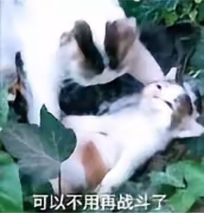 迫于现在的推特平台风向，以后不会再发涩涩了，所以我最近也没有怎么更新 · 喜多川💕