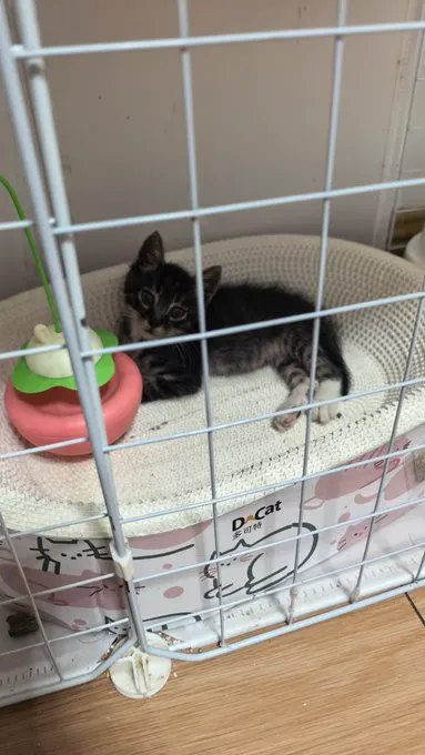 捡了一只流浪猫，挺乖的 · 喜多川💕