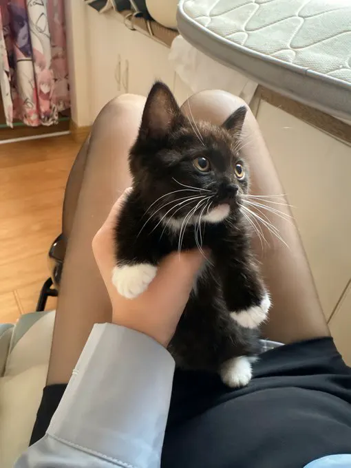 小猫肚子那么大正常吗，这只奶牛猫起什么名字好呢？ · 喜多川💕