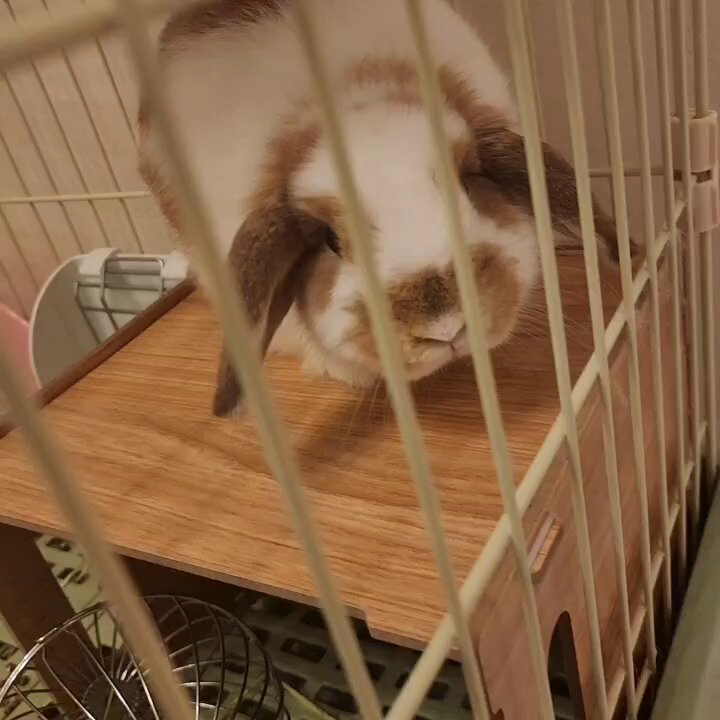 うさぎ🐰にイタズラ( * ॑꒳ ॑*) · 看護学生あこ💫本垢