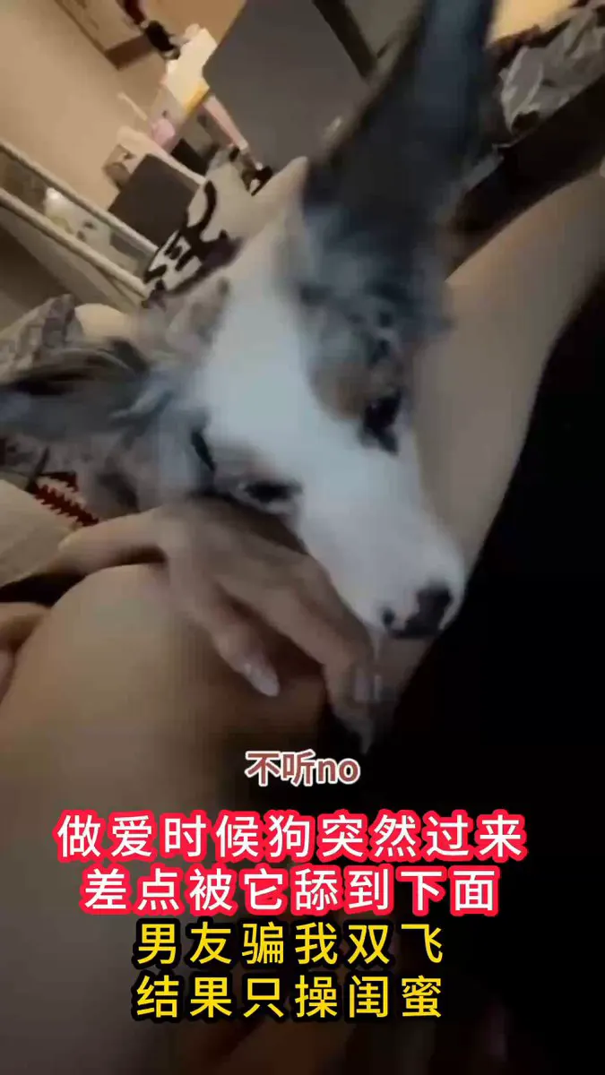【做爱时候狗突然过来，差点被它舔到下面！男友骗我双飞结果只操闺蜜】之前很火的素人情侣，还玩过双飞，可惜突然销声匿迹了，看的出来很爱她的男友啊，甚至带闺蜜双飞都… · milf