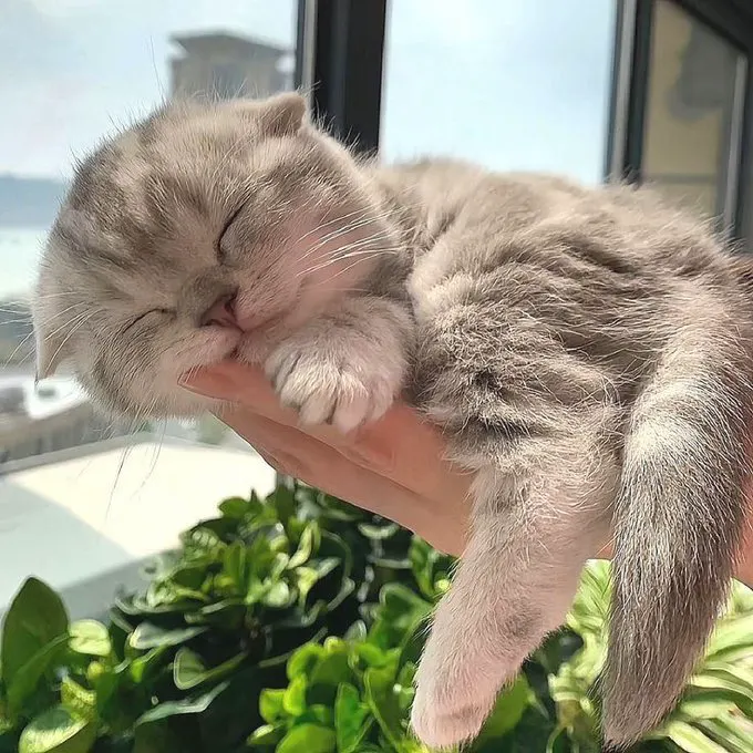 小萌猫 · 短剧速看 每日更新