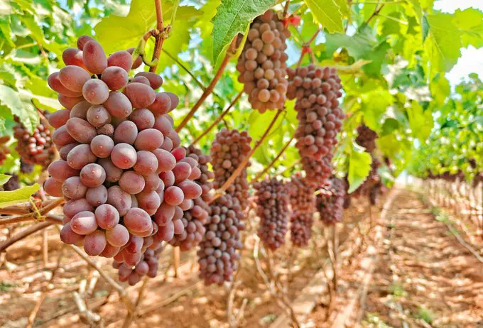 弥勒茉莉香葡萄🍇甜蜜上市～ · 短剧速看 每日更新