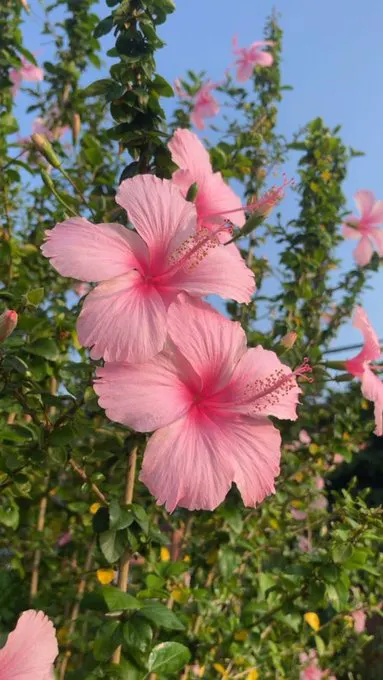 这是啥花？小时候经常可以看到的 · 短剧速看 每日更新